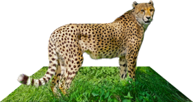 Cheetah 3d 4