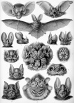 Chiroptera By Ernst H. Haeckel