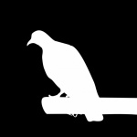 Clipart, Silhouette, Pigeon