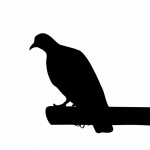 Clipart, Silhouette, Pigeon