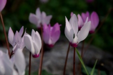 Close-up Of Pink Cyclamen Flowers