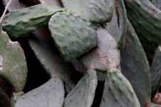 Close-up Of Prickly Pear Leaves