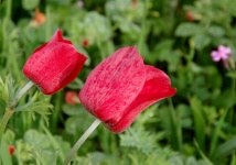 Close-up Of Two Red Poppy Flowers