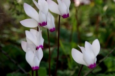 Close-up Of White Cyclamen Flowers