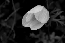 Closed Black And White Poppy