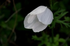 Closed White Poppy Flower In Nature