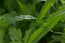 Curvy Green Grass With Water Drops