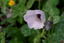Delicate White Poppy In Field