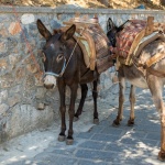 Donkey In Greece