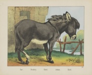 Donkey Vintage Art