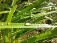 Droplet Of Water