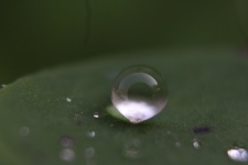Droplet On A Leaf