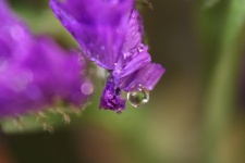 Droplet On A Purple Flower