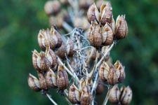 Dry Clusters Of Seedpods