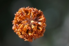 Drying Remnant Of Center Of Flower