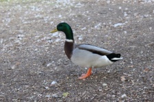 Duck At The Park