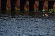 Ducks In Amsterdam Channel