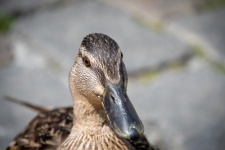 Mallard, Brown Duck
