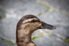 Mallard, Brown Duck