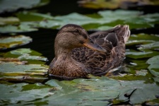 Duck, Mallard, Bird, Pond