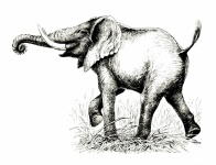 Elephant Drawing Vintage Clipart