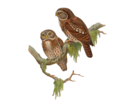 Owls Clipart Vintage Art
