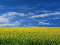 Field Grain Sky Landscape