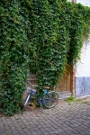 Bicycle, Ivy, Hedera Helix, Plant
