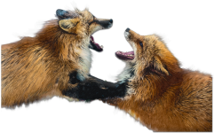 Fighting Foxes