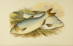 Fish, Bream Vintage Poster