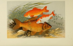 Fish, Carp Vintage Poster