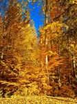 Forest Trees In Fall