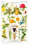 Fruits Flowers Botanical Poster