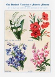 Garden Flowers Vintage Poster