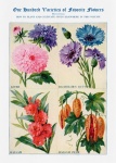 Garden Flowers Vintage Poster