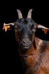Goat, Farm Animal, Portrait