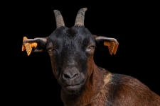 Goat, Farm Animal, Portrait