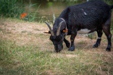 Goat, Farm Animal, Horns