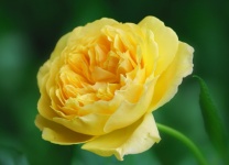 Yellow Flower Blossom Rose