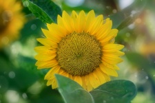 Yellow Blossom Sunflower Flower