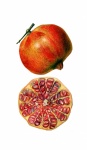 Pomegranate Clipart Vintage Art