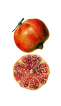 Pomegranate Clipart Vintage Art