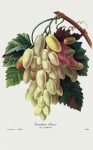 Grapes Fruit Vintage Art