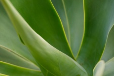 Green Agave Leaves