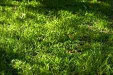 Green Grass On An Unkempt Lawn