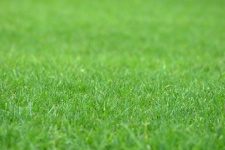 Green Lawn With Narrow Focus