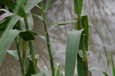 Green Reeds Close-up