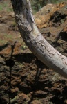 Grey Branch With Flaking Bark