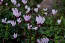 Group Of Small Cyclamen Flowers