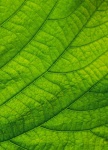 Green Leaf Foliage Macro Photo